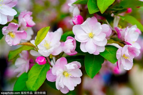 海棠花風水|海棠花